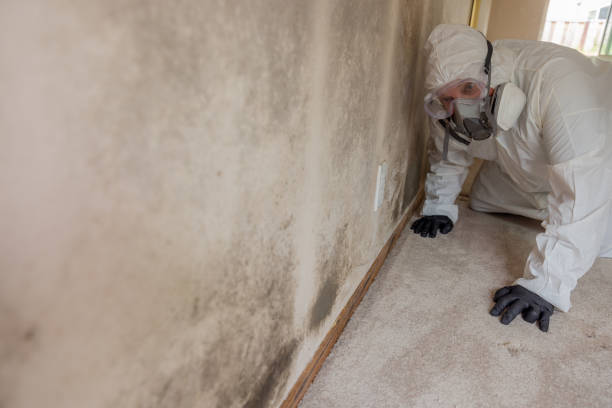 Best Basement Mold Removal in Gberts, IL